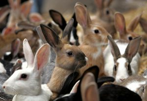 Rabbits look at passers-by as they are put on a sale at a market in Alexandria some 220 km (137 miles) north of Cairo April 17, 2006. REUTERS/Goran Tomasevic