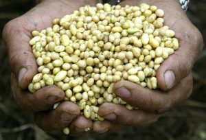 A farmer holds a handful of soybeans from Sorriso's field in the central Brazilian state of Mato Grosso in this March 19, 2004 file photo. Brazil's soy area has doubled since 1990 to become the world's second largest after the United States and output has nearly tripled in the same period. With high land prices and limited area for expansion in the United States, Brazil appealed to some U.S. farmers with a desire for adventure. To match feature FOOD BRAZIL AMERICANS REUTERS/Paulo Whitaker/Files (BRAZIL)