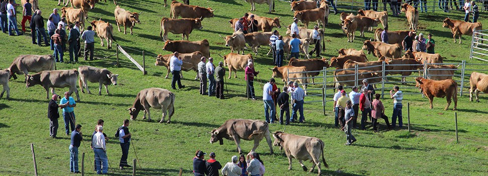 Cantabria, un territorio de vacas: tradición y pastos