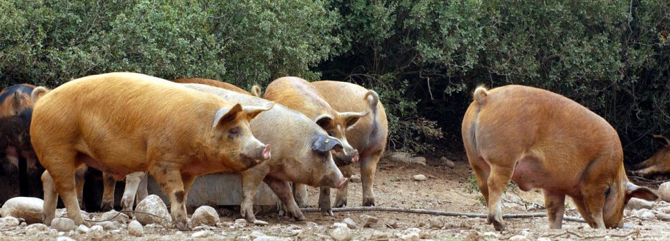 Cultura Gastronómica| Cerdo duroc