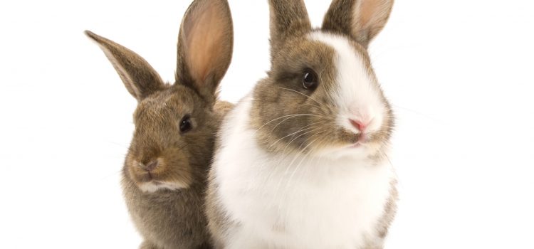 Cultura Gastronómica | ¿Liebre o conejo?
