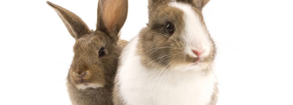 Cultura Gastronómica | ¿Liebre o conejo?